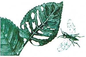 GL1-118.jpg