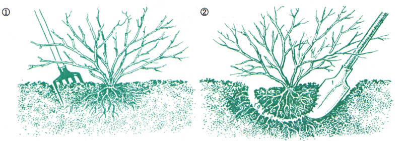 GL1-95.jpg