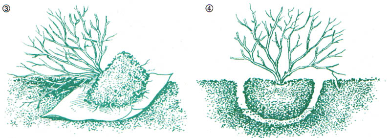 GL1-96.jpg