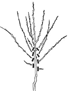 GL2-103.jpg