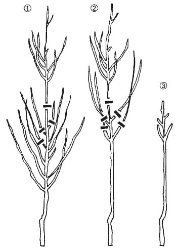 GL2-104.jpg