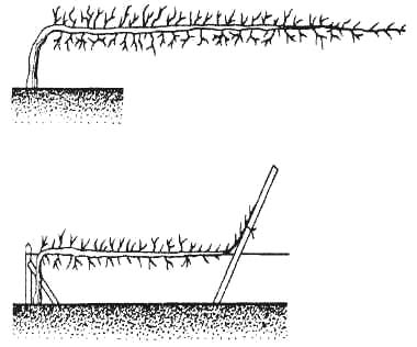 GL2-78.jpg