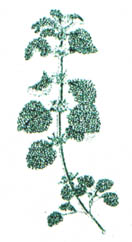 GL4-111.jpg