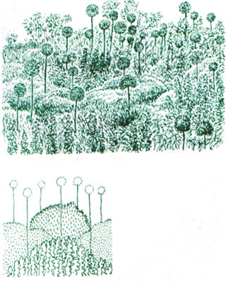 GL5-13.jpg