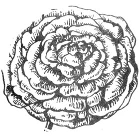 GL5-89.jpg